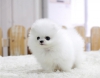 Deerli pomeranian yavrusu