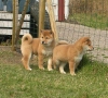 Deerli shiba inu imdi mevcut