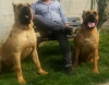 Dev presa canario yavrularmz