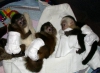Dii capuchin maymunlar, sevgi dolu ve sevecen bir aileye e