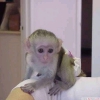 Dii capuchin maymunu   rahmetli kzmn yakn zamanda bir h