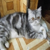 Dii Exotic Shorthair Kedi Aryorum