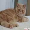 Dii Exotic Shorthair Kedi Aryorum