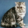 Dii Exotic Shorthair Kedi Aryorum