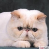 Dii Exotic Shorthair Kedi Aryorum