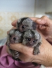 Dii marmoset maymunu tatl marmoset maymunu