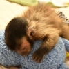 Dii ve erkek capuchin maymunlar
