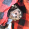 Dişi ve erkek capuchin maymunları mevcuttur