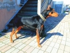 Doberman acil satlk