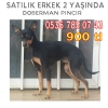 Doberman pincr cretli sahiplendirilecektir