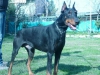 Doberman yavrular