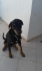 Doberman yavrusu 7 aylk