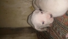 Dogo argentino yavrular