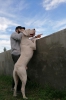 Dogo argentino yavrular 2022