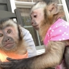 Dost capuchin maymunu, marmoset maymunu, pigtail maymunu evl