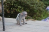 Dost, salkl ve sosyallemi capuchin maymunlar