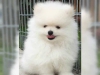 Dost sosyallemi pomeranian yavru