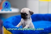 Dnya tatls cavalier, terrier, pug ve golden yavrularmz