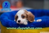 Dnya tatls cavalier, terrier, pug ve golden yavrularmz