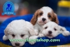 Dnya tatls cavalier, terrier, pug ve golden yavrularmz