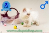 Dnya tatls iran ve exotic shorthair yavrularmz