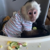 Duygusal dolu capuchin maymunlari mevcut