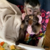 Duygusal dolu capuchin maymunlari mevcut