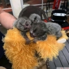 Duygusal dolu marmoset maymunları... +97339987365