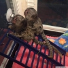 Duygusal dolu marmoset maymunları... +97339987365
