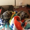 Duygusal dolu marmoset maymunları... +97339987365
