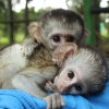 Eğitim mükemmel bebek bezi treni bebek maymun aileniz için h