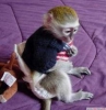 Eitimli baby face capuchin monkeys mevcut   ello, evlat edi