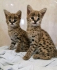 Egzotik afrikal serval ve savannah kedileri