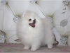 ####ekstra byleyici pomeranian kpei####