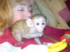El beslenen ve capuchin maymunlar giyen ocuk bezi