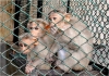 El kaldrd erkek ve kadn capuchin bebek maymunlar