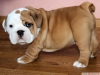 El kaldırdı ingilizce bulldog köpek yavrusu