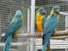 El macaws, cockatoos, greys, amazonlar ve dier papaan yks