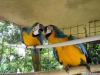 El macaws, cockatoos, greys, amazonlar ve dier papaan yks