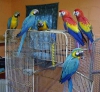 El yetitirilen macaws, cockatoos, griler, amazonlar ve bere