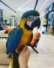 Ele alkn ara macaw papaan