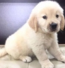 En iyi golden retriever yavrular