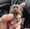 En kaliteli bebek capuchin maymunlar