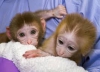 En kaliteli bebek capuchin maymunlar;;