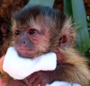 ##en kaliteli bebek capuchin maymunlar#############