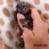 En kaliteli bebek marmoset maymunlar