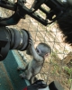 En kisa sürede toplamaya hazir bebek capuchin maymunu