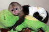 Enerjik deerli elenceli sevgi dolu bebek capuchin maymunla