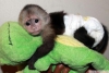 Enerjik deerli elenceli sevgi dolu bebek capuchin maymunla