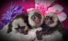 Enerjik parmak marmoset ve capuchin maymunlar mevcut